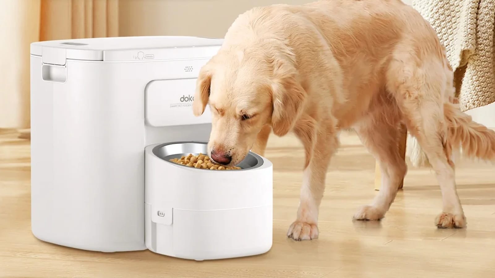 A golden retriever eating kibble out of a white Dokoo automatic dog feeder with a raised stainless steel bowl on a light wooden floor.